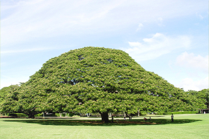 �������̂k�`�m�H���̓A�[���E�e�N�m