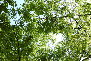 �������̂k�`�m�H���̓A�[���E�e�N�m